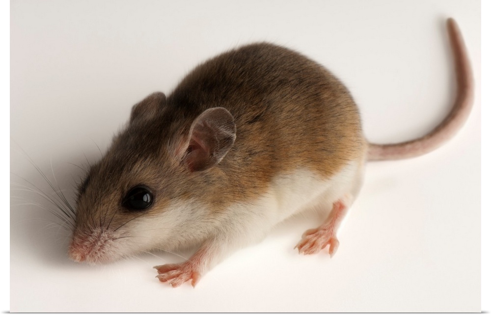 A rare male Alabama beach mouse, Peromyscus polionotus ammobates.