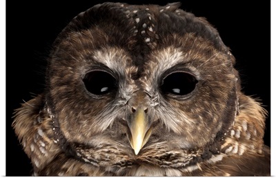 A rare Northern spotted owl, Strix occidentalis caurina