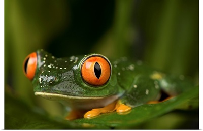 A red eyed tree frog (Agalychnis callidryas) at the Sunset Zoo