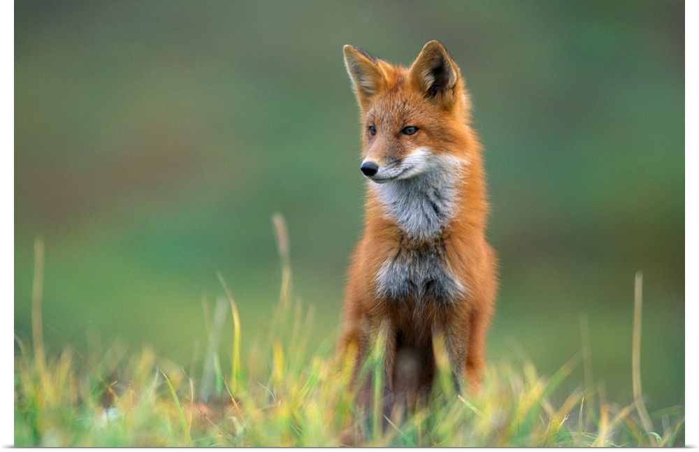 A red fox, recognized by its reddish coat, white-tipped tail, and black stockings, stands alert in short grasses.