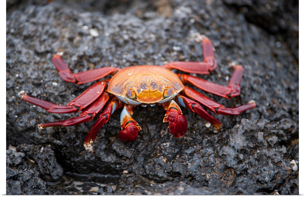 A red rock crab, Grapsus grapsus, in Galapagos National Park.