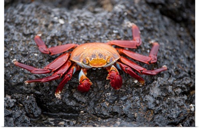 A red rock crab, Grapsus grapsus, in Galapagos National Park