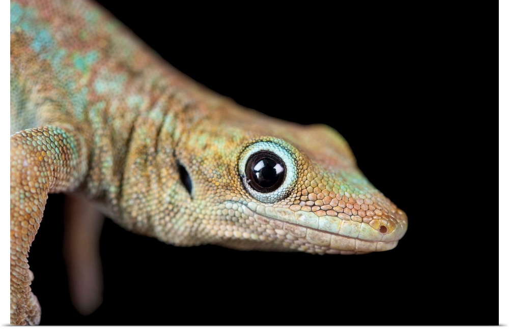 A Reunion Island day gecko, Phelsuma borbonica borbonica, at the Omaha Zoo.