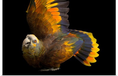 A Saint Vincent parrot, Amazona guildingii, at the Houston Zoo