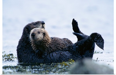 A sea otter and pup off of Adak Island, Aleutian Islands, Alaska