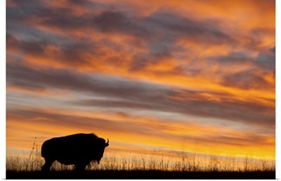 A silhouette of a herd of bison