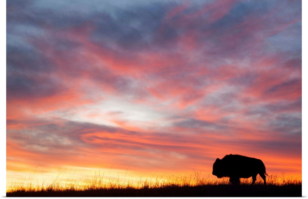 Bison on the Carl Simmons Ranch near Valentine, NE.