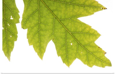 A silver maple leaf