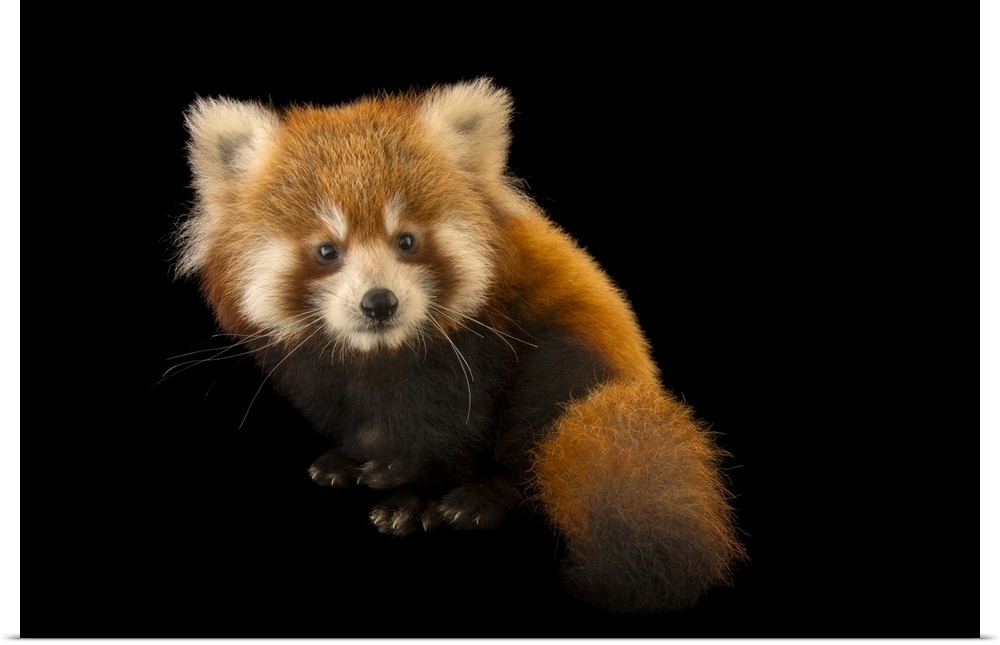 A six-month-old red panda (Ailurus fulgens fulgens) named Cinnamon at the Virginia Zoo.