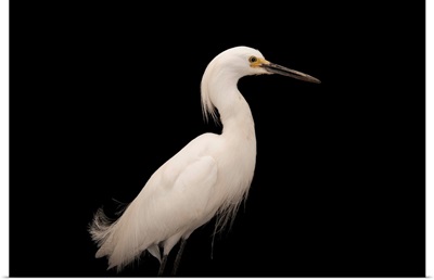A snowy egret, at the Lincoln Children's Zoo