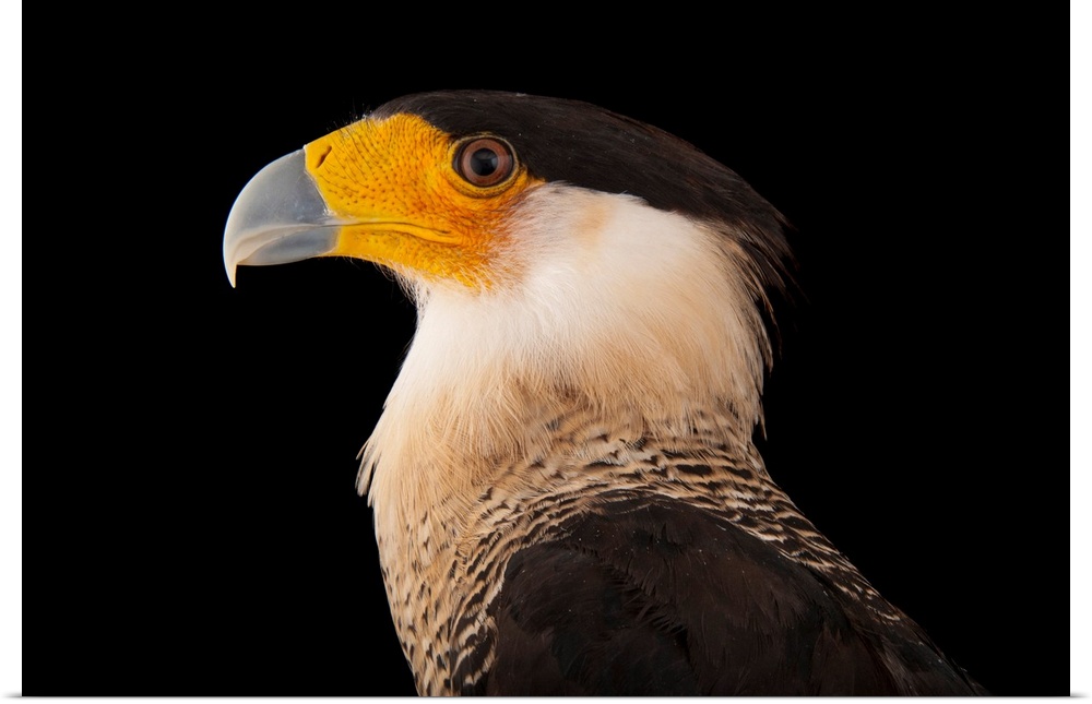 A southern crested caracara, Polyborus plancus, at the Gladys Porter Zoo in Brownsville, Texas.