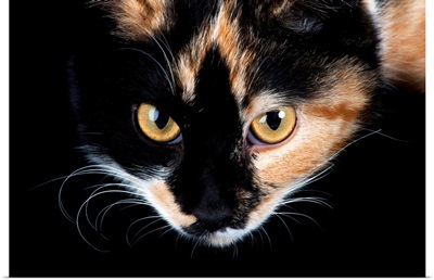 A studio portrait of a calico cat