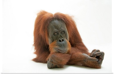 A studio portrait of a critically endangered Sumatran orangutan, Pongo abelii