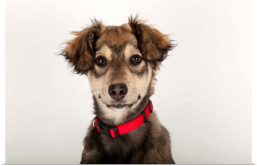 A studio portrait of a husky mix puppy.