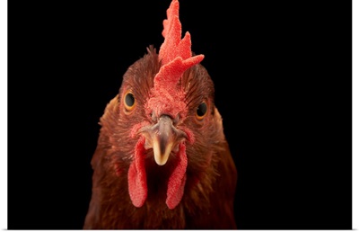 A studio portrait of a New Hampshire Red hen