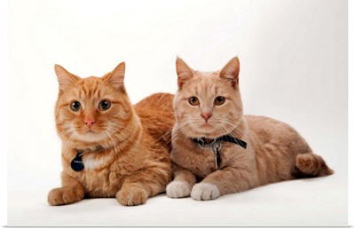 A studio portrait of two cats named Romey and Gorby