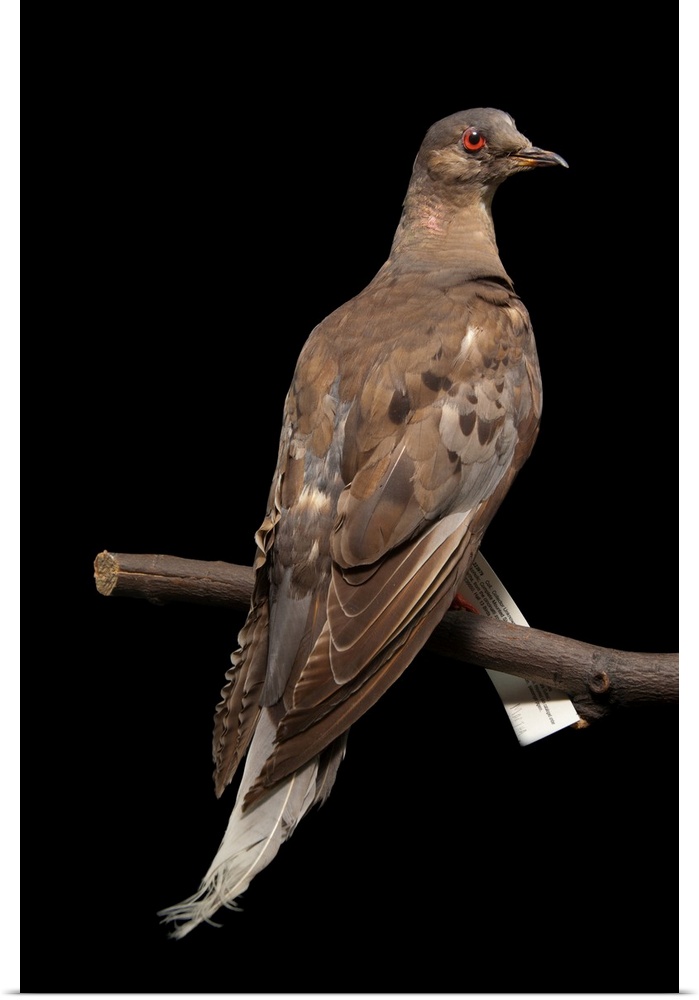 A stuffed and mounted passenger pigeon, Ectopistes migratorius. The last of her species. She died in 1913 at the Cincinnat...