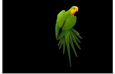 A superb parrot, Polytelis swainsonii