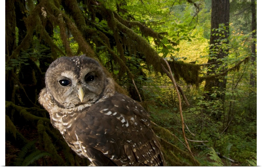A captive northern spotted owl (Strix occidentalis caurina) in healthy habitat in the Siskiyou National Forest near Merlin.
