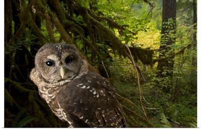 A threatened Northern spotted owl in Siskiyou National Forest