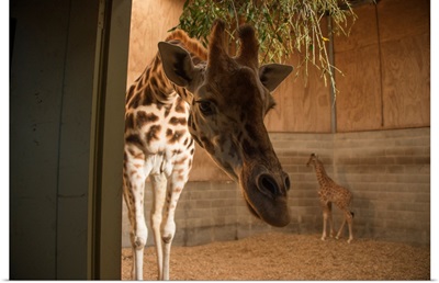 A three-week old giraffe with the mother at the Auckland Zoo