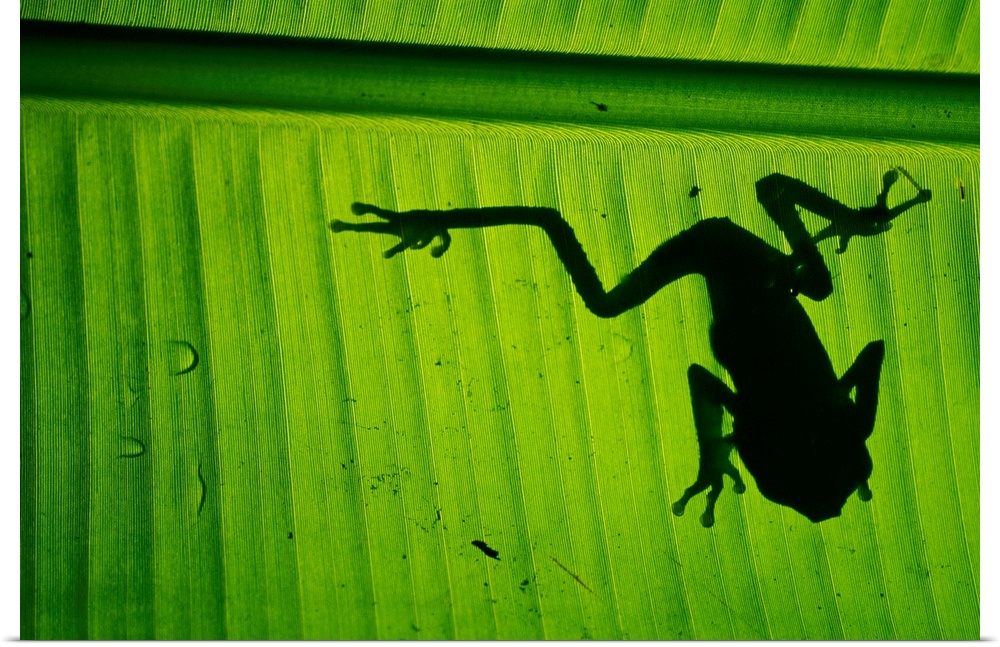A photograph is taken from underneath a large leaf where you can see the silhouette of a tree frog.