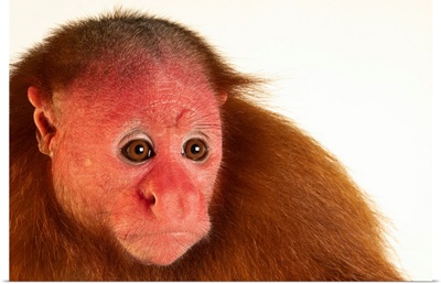 A Ucayali Bald-Headed Uakari Monkey
