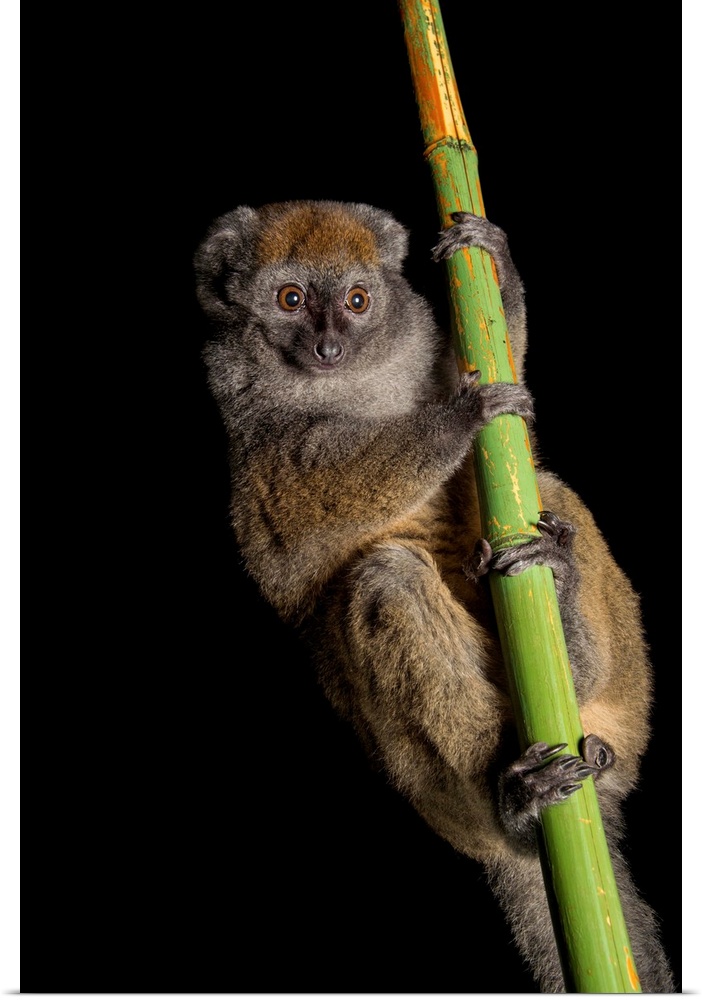 A vulnerable gray bamboo lemur, Hapalemur griseus griseus, at the Cincinnati Zoo.