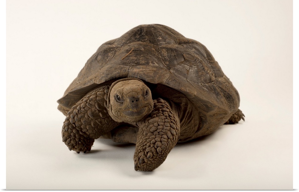 A vulnerable Volcan Darwin tortoise, Chelonoidis nigra.