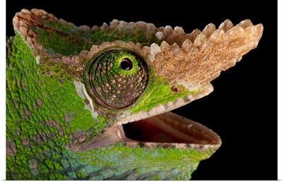 A West Usambara two-horned chameleon, at the Houston Zoo