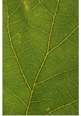 A white oak leaf