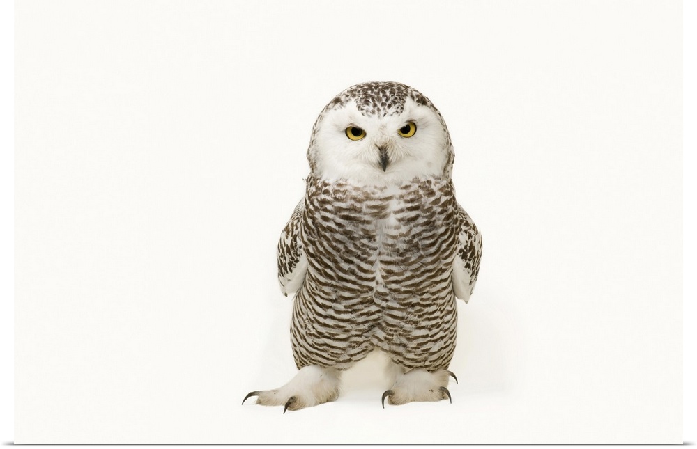 A young female snowy owl (Bubo scandiacus) at the Raptor Recovery Center, in Elmwood, Nebraska.