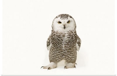 A Young Female Snowy Owl At The Raptor Recovery Center, In Elmwood, Nebraska