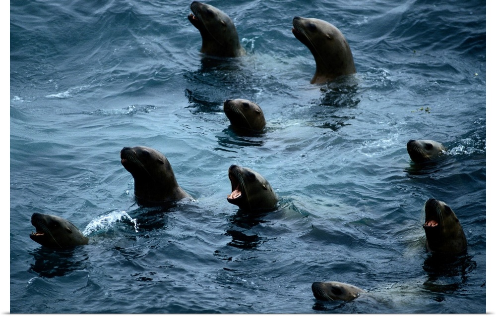 A group of curious Steller sea lions (Eumetopias jubata) poke their heads above the water.