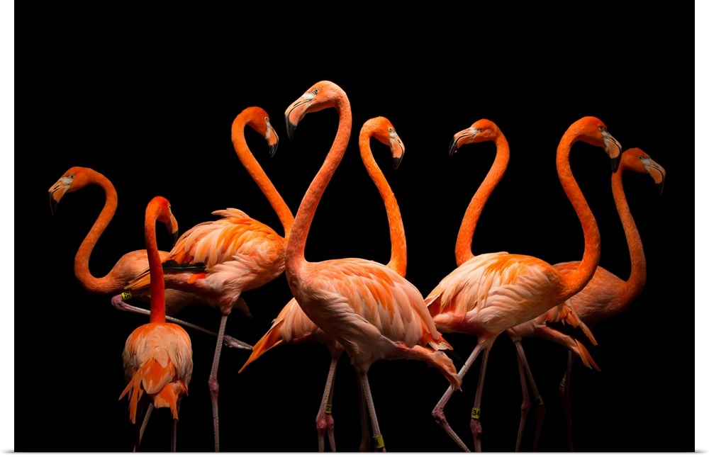 American flamingos, Phoenicopterus ruber, at the Lincoln Children's Zoo.