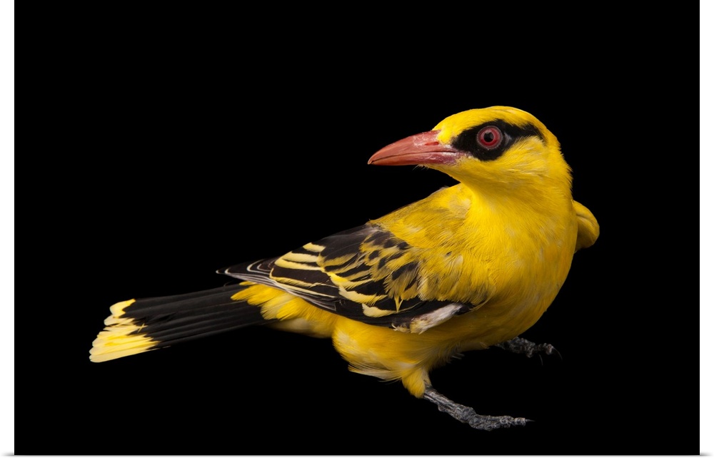 African golden oriole, Oriolus auratus, at the Columbus Zoo.