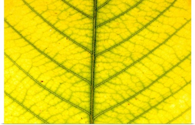 An American chestnut leaf