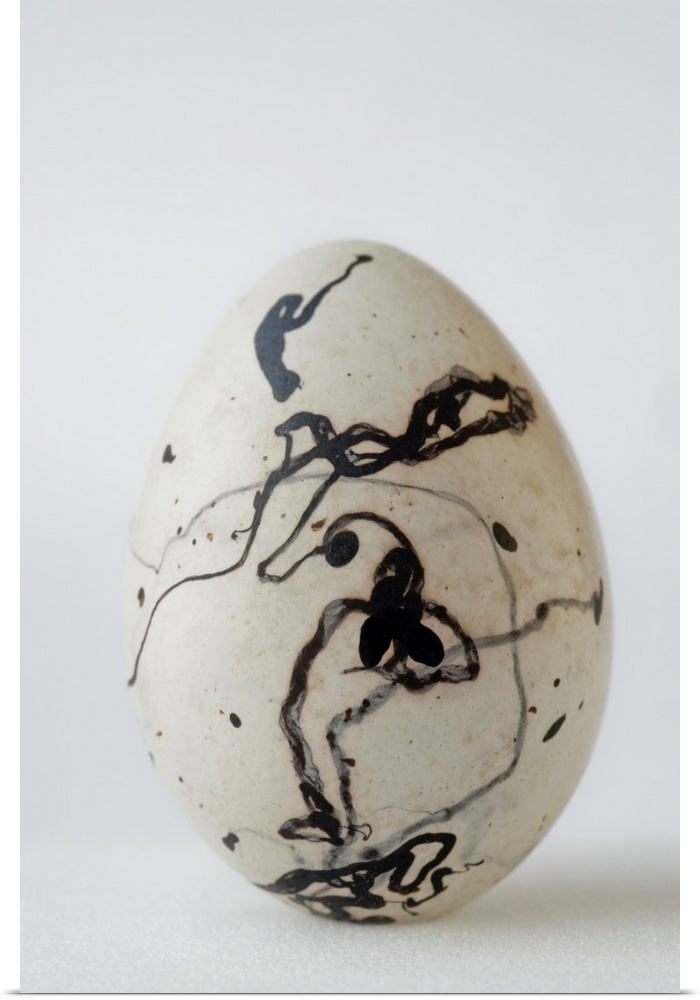 An egg from a boat-tailed grackle (Quiscalus major)