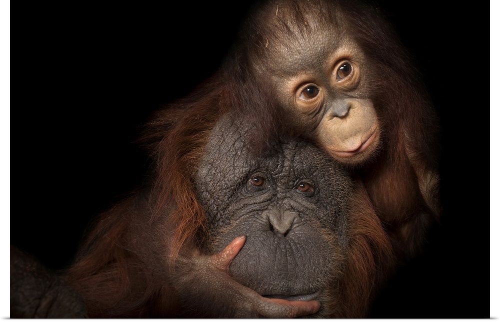 An endangered baby Bornean orangutan (Pongo pygmaeus) named Aurora, with her adoptive mother, Cheyenne, a Bornean/Sumatran...