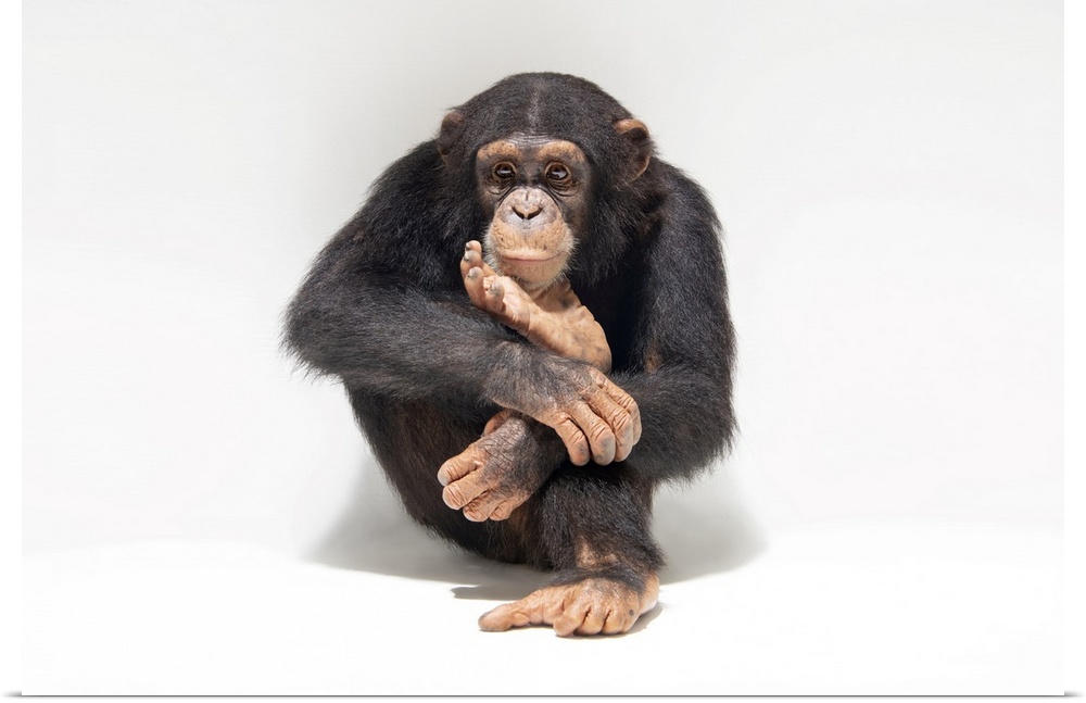 An endangered chimpanzee named Jengo, Pan troglodytes, at the Singapore Zoo.