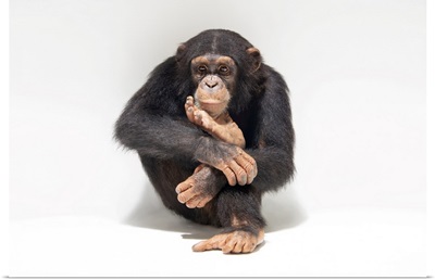 An Endangered Chimpanzee Named Jengo At The Singapore Zoo