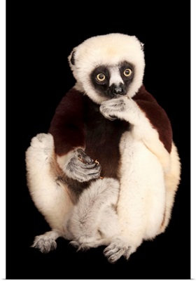 An endangered Coquerel's sifaka, at the Houston Zoo
