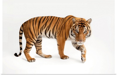 An Endangered Malayan Tiger At Omaha's Henry Doorly Zoo And Aquarium