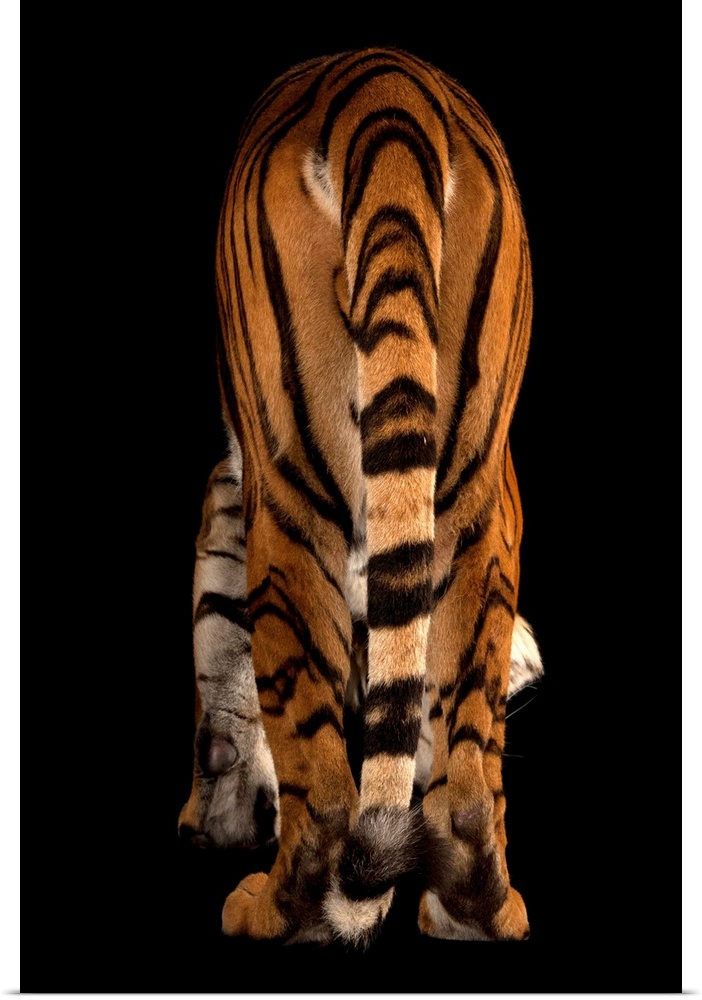 An endangered Malayan tiger, Panthera tigris jacksoni.