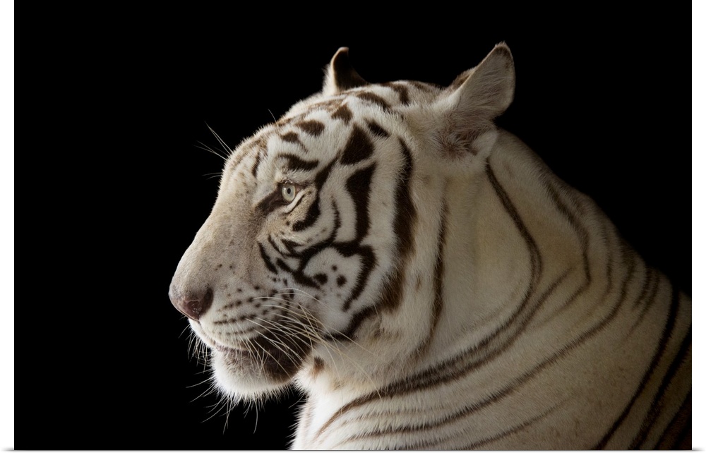 An endangered male, white Bengal tiger (Panthera tigris tigris) named Rajah, at the Alabama Gulf Coast Zoo.
