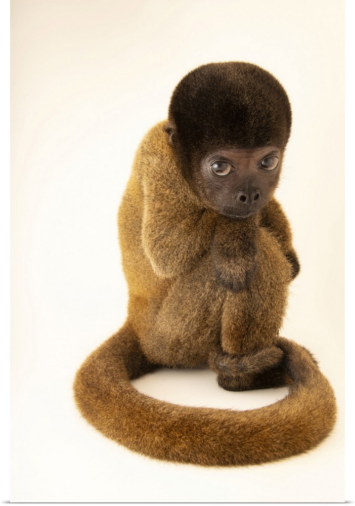 An endangered Peruvian woolly monkey (Lagothrix cana) at Cetas-IBAMA, a wildlife rehab center in Manaus, Brazil. This is a...