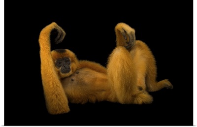An Endangered Yellow-Cheeked Gibbon At The Endangered Primate Rescue Center, Vietnam