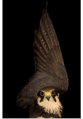 An Eurasian hobby falcon, Falco subbuteo, at the Budapest Zoo