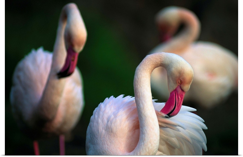 American flamingos (Phoenicopterus ruber) are among the 200 species of wild animals from accredited animal parks and zoos ...