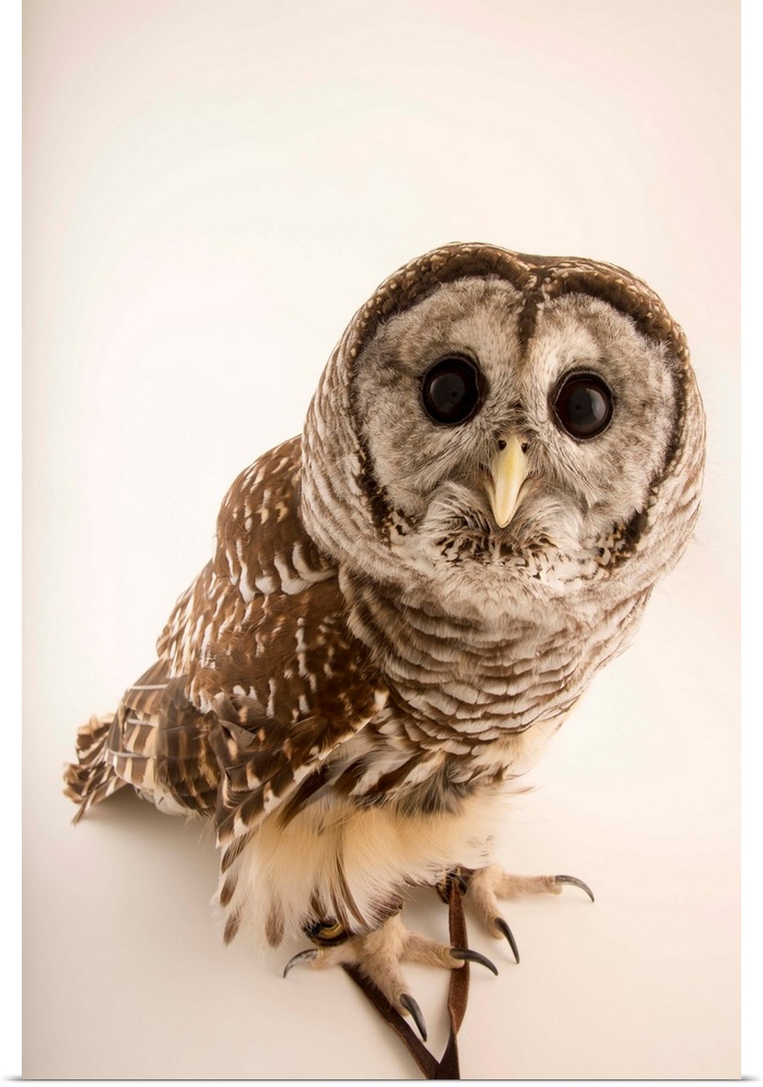 Barred owl, Strix varia, from Florida Wildlife Care.